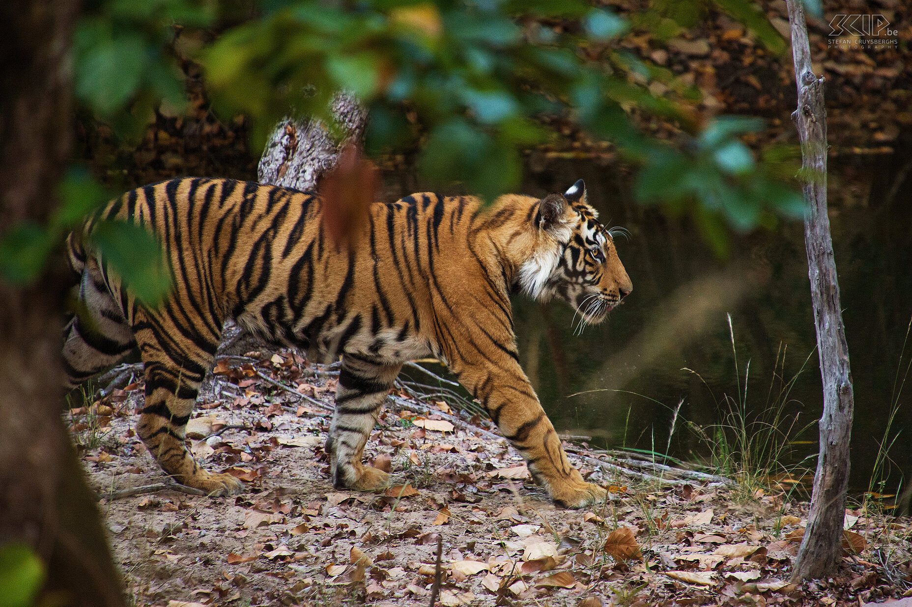 Bandhavgarh - Tijger  Stefan Cruysberghs